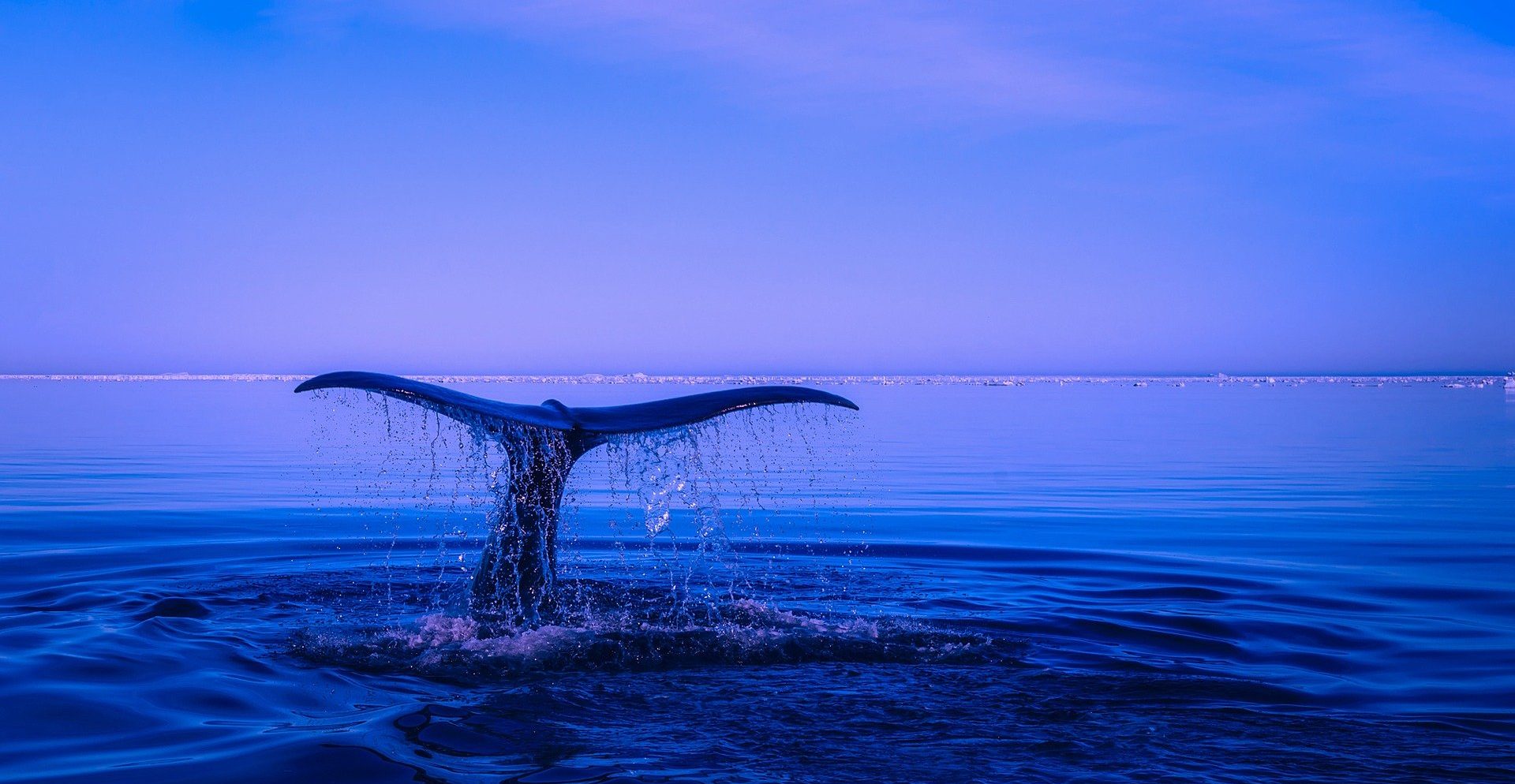 Photograph of a whale tail as it resubmerges